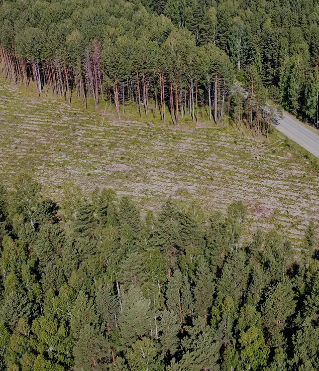 Une parcelle de foret ou un vignoble